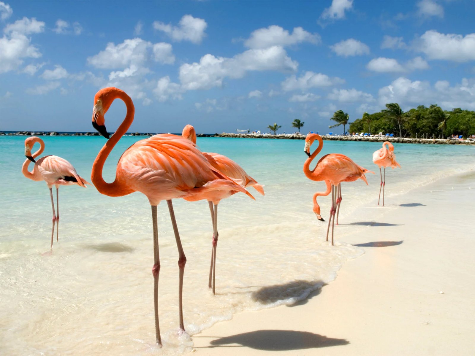 Playa de Aruba con árbol Fofoti, plan internacional desde Medellín