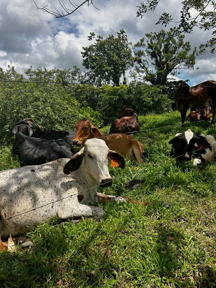 Vacas en un potrero verde de la Ruta Lechera, excursión desde Medellín