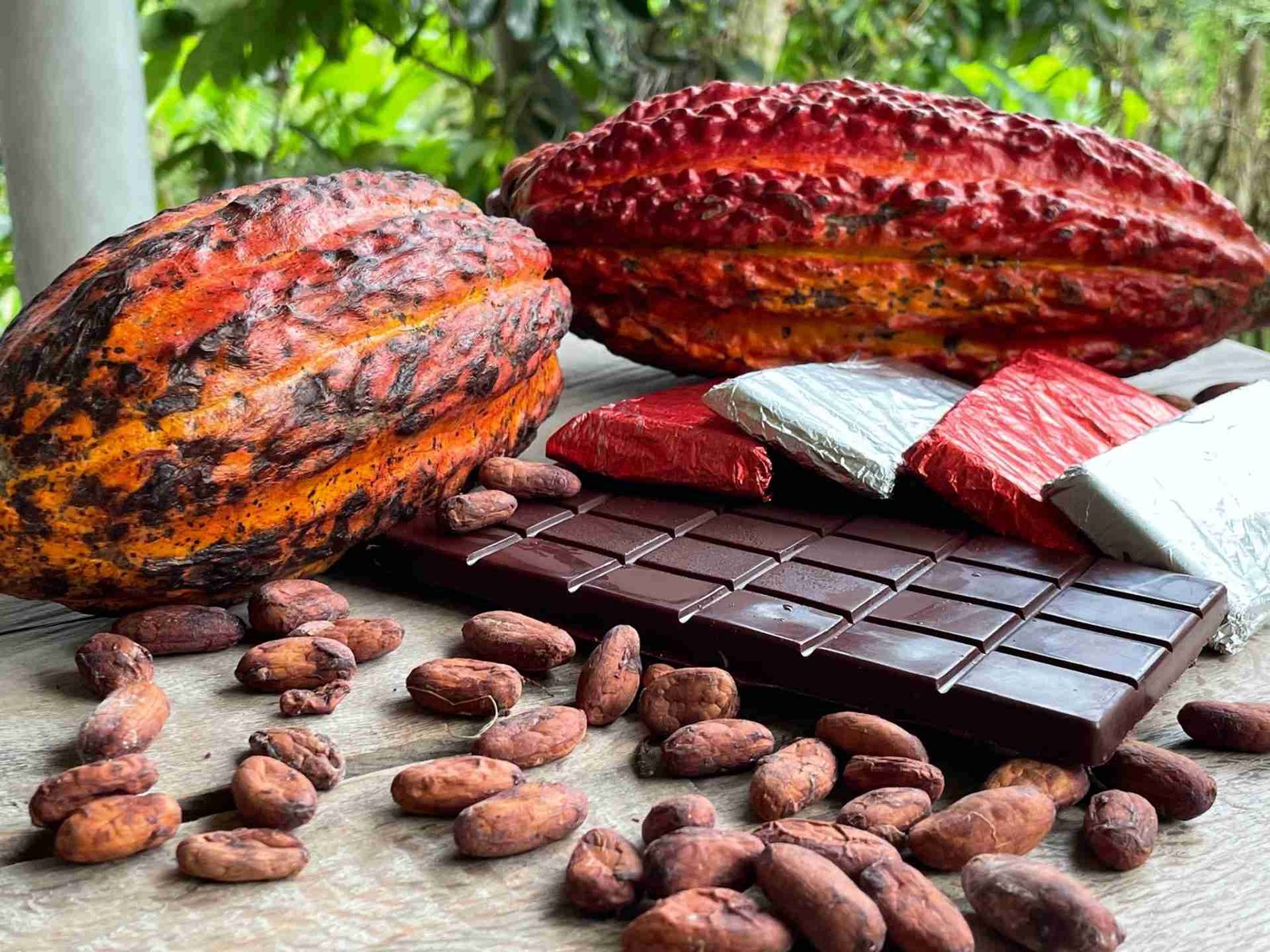 Tour del Cacao